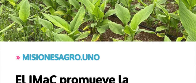 El IMaC promueve la producción de semillas de jengibre y cúrcuma en Misiones